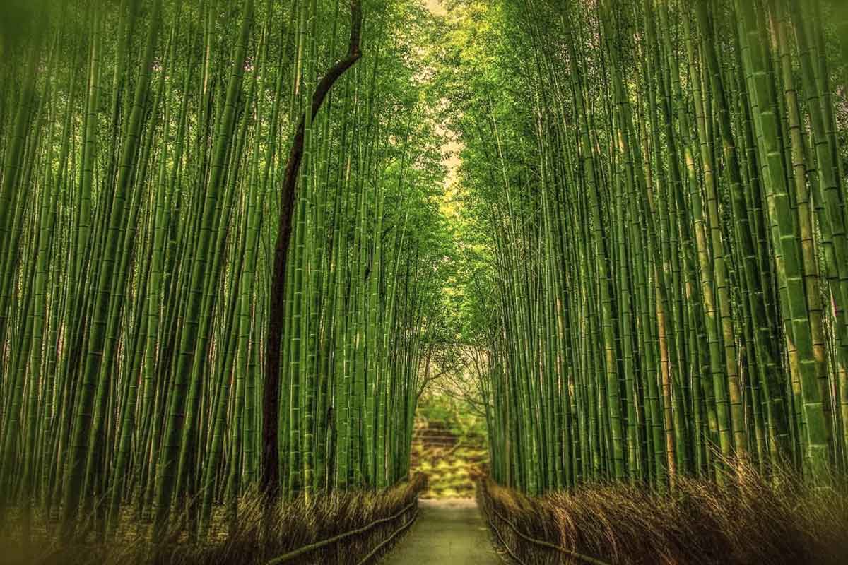 Bambu ağacının hikayesi nasıldır?