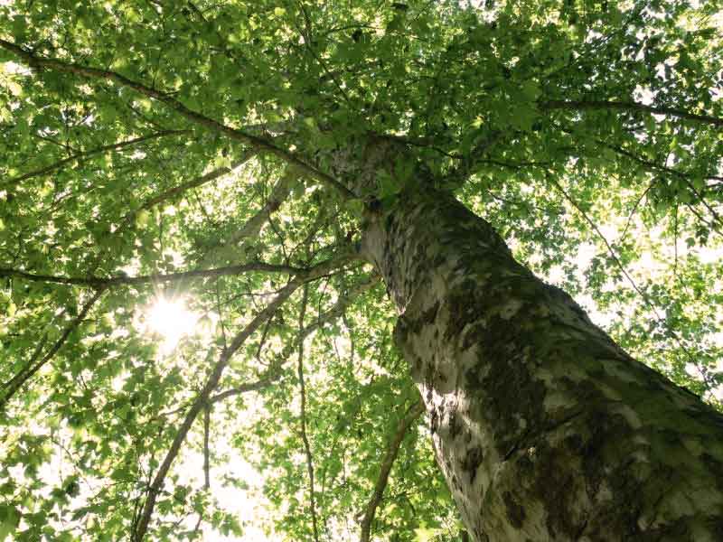 Çınar ağacının özellikleri ve faydaları nelerdir?