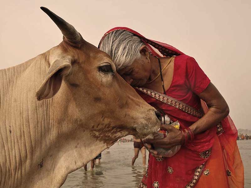 Hindistan'da inekler neden kutsal sayılır?