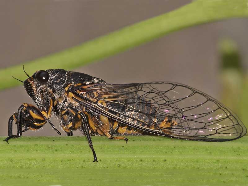 Ağustos böceğinin özellikleri nelerdir? 