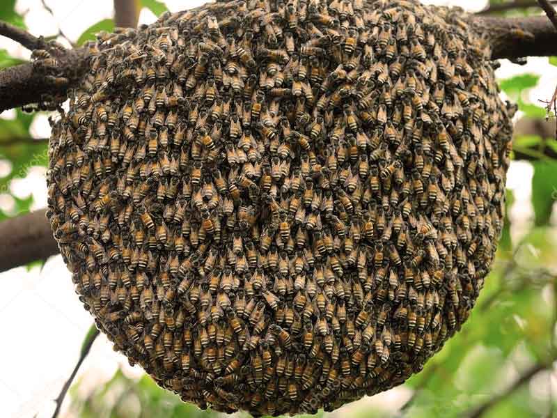 Oğul vermek nedir? Oğul veren arılar nasıl yakalanır?