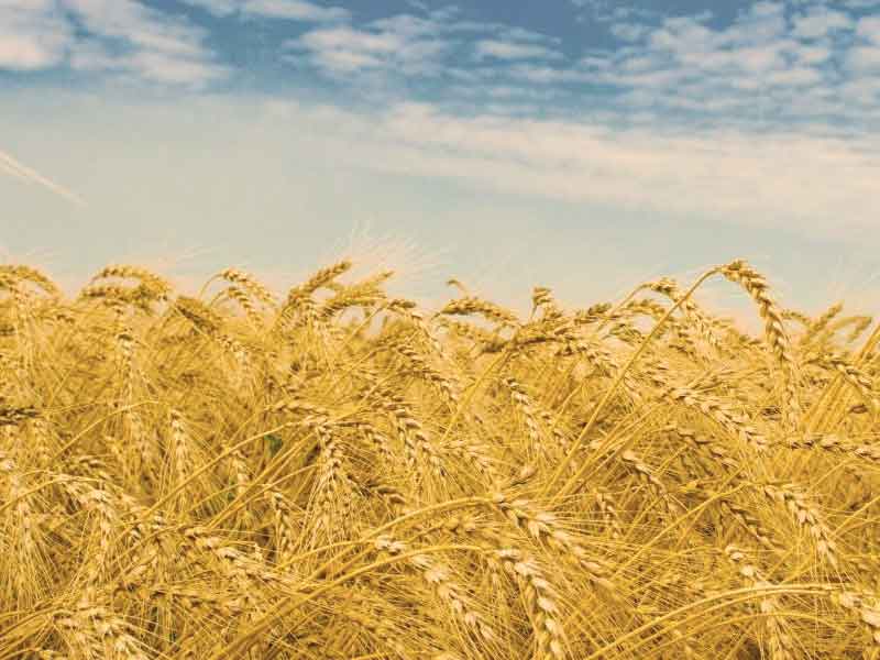 En iyi buğday yarışmasını kazanan çiftçinin sırrı nedir?